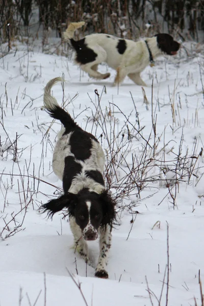 Trabalhando Inglês springer spaniel cães apreciando a neve — Fotografia de Stock