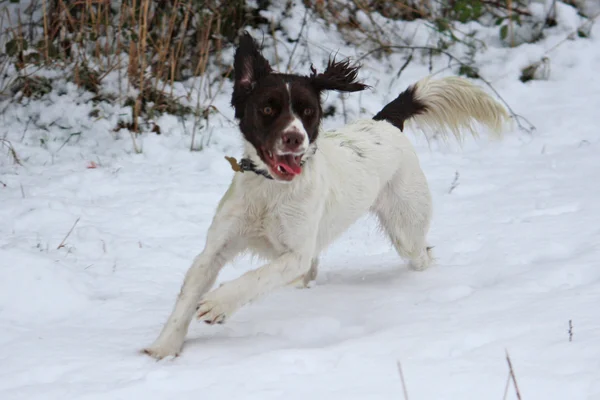 stock image Working english springer spaniel dog enjoying the snow