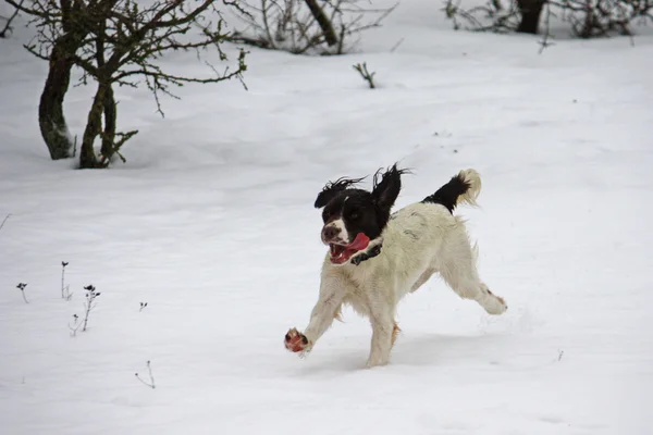 stock image Working english springer spaniel dog enjoying the snow