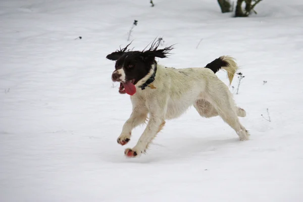 Engelse springerspaniël werkhond, genieten van de sneeuw — Stockfoto