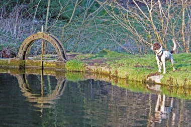 Dog stood nest to a river weir gate clipart