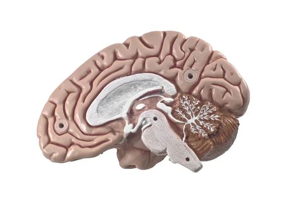 Modèle du cerveau humain, isolé — Photo