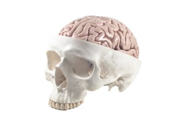 Human skull with brain model,isolated clipart