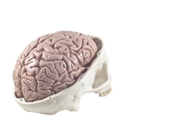 Crâne humain avec modèle cérébral, isolé — Photo
