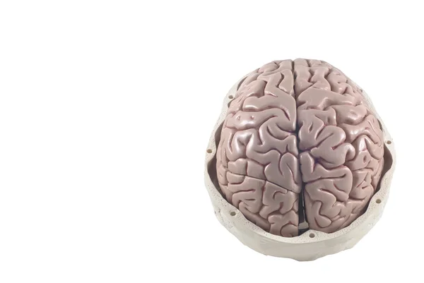 Crâne humain avec modèle cérébral, isolé — Photo