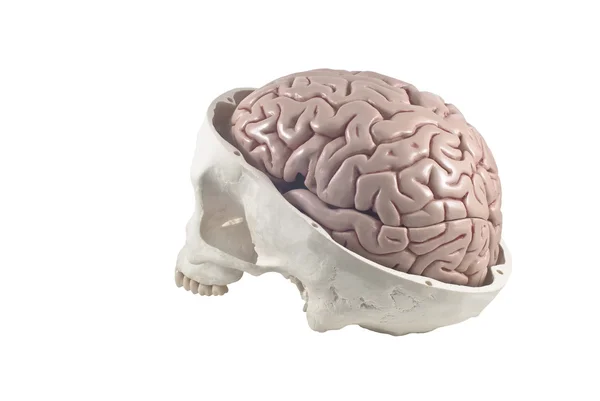 Human skull with brain model,isolated — Stock Photo, Image