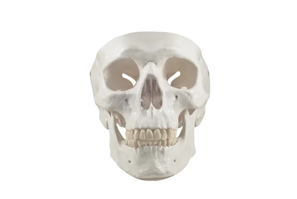 Human skull model,isolated — Stock Photo, Image