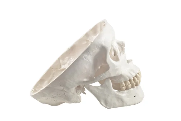 Human skull model,isolated — Stock Photo, Image