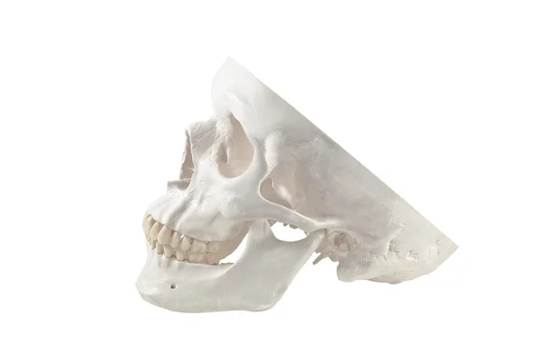 Stock image Human skull model,isolated