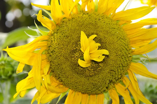Beautiful sunflower in the clear day — Stock Photo, Image