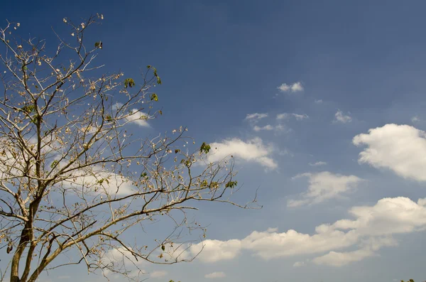 Albero secco nel parco sul cielo limpido . — Foto Stock