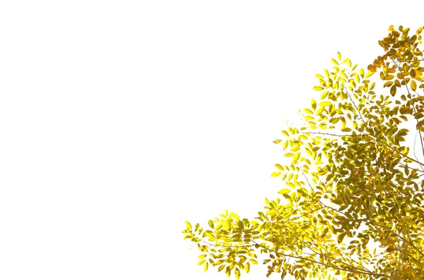 白い背景に孤立した黄色の葉 — ストック写真