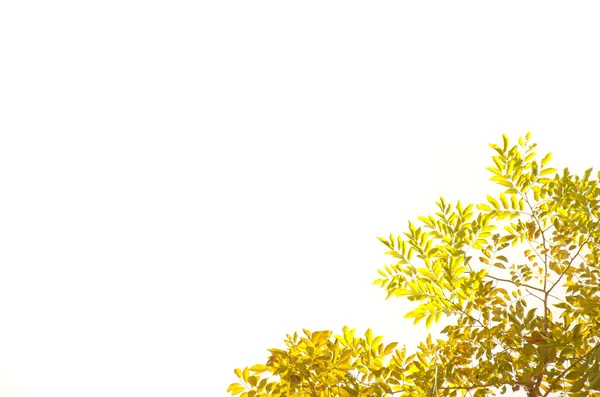 Geel blad geïsoleerd op witte achtergrond — Stockfoto