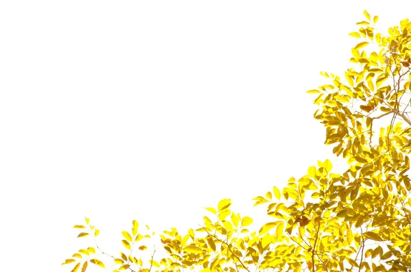 Желтый лист на белом фоне — стоковое фото