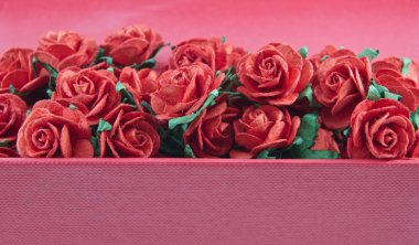 izole kırmızı gül