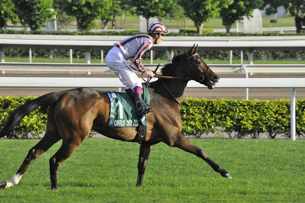 International Horse Racing in Hong Kong — Stock Photo, Image