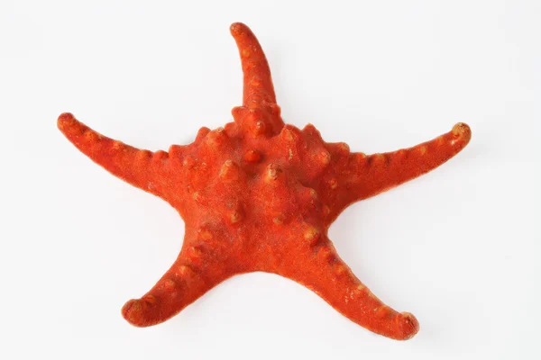 stock image Red starfish close up