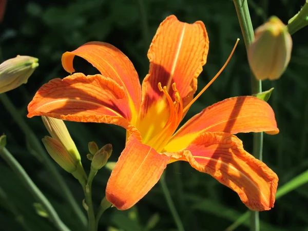 Flor de lírio laranja — Fotografia de Stock