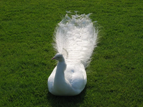 White peacock — Stock Photo, Image
