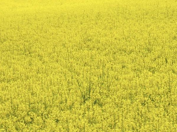 Colza de campo amarillo —  Fotos de Stock