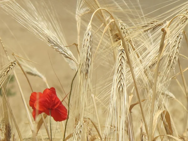 Amapola en campo de trigo — Foto de Stock