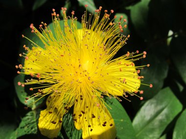 Hypericum