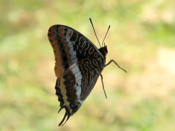 나비 — 스톡 사진
