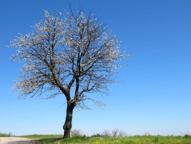 Çiçek açmış kiraz ağacı