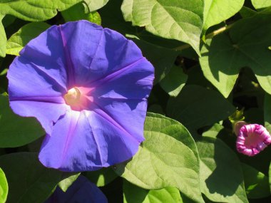 Morning glory flower clipart