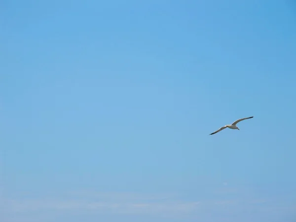 stock image Seagull