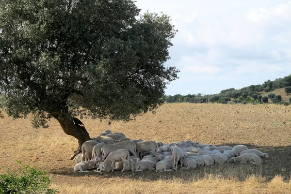 stock image Flock of sheep