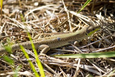 Balkan yeşil kertenkele, lacerta trilineata