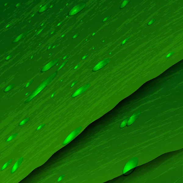 Zöld levelek cseppekkel — Stock Vector