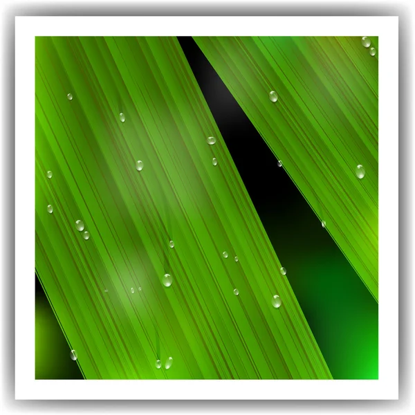 Macro Leaf with droplets — Stock Vector