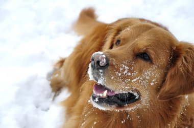 Golden retriever köpeği