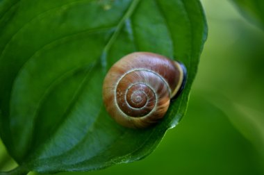 Snail in green leaf. clipart