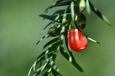 kırmızı meyve çam ağacı.