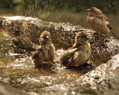 Birds taking a bath. clipart