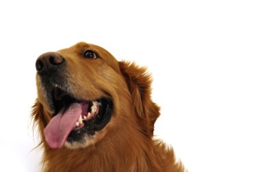 Golden retriever köpek çok etkileyici bir yüz. Sağdan Görünüm.