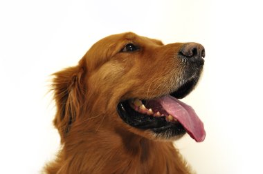 Golden retriever, labrador yüz yakın çekim.