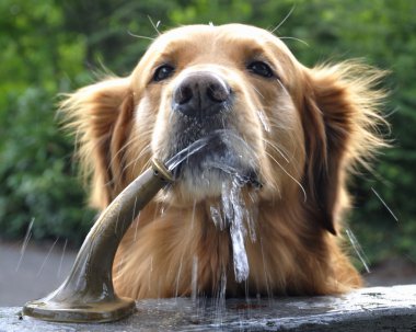 Golden drinking from water fountain. clipart