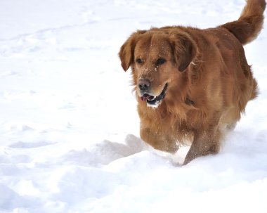 Golden retriever kar. mutlu köpek.