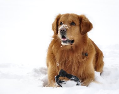 Golden retriever kar. mutlu köpek.