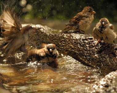 Birds taking a bath. clipart