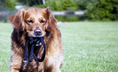 parkta oynayan golden retriever.