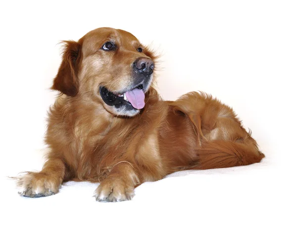 Golden retriever cão rosto muito expressivo. Mentir. Vista lateral . — Fotografia de Stock