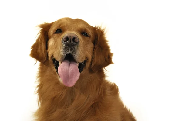 Golden retriever cão muito expressivo rosto, frente, língua . — Fotografia de Stock
