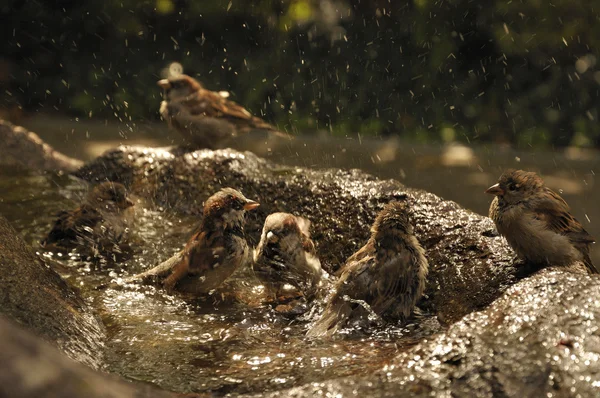Птицы, принимающие ванну . — стоковое фото
