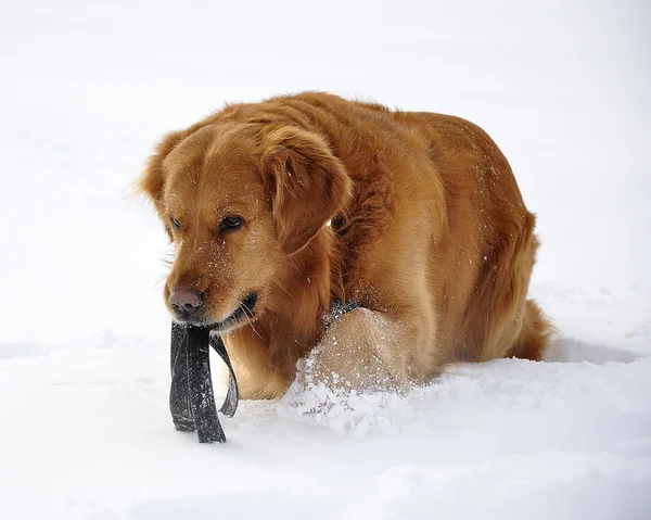 Golden retriever kar. mutlu köpek.