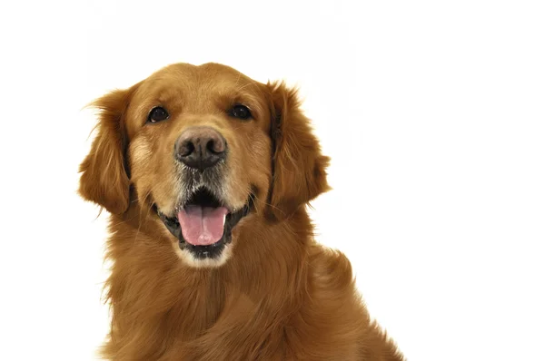 Golden retriever cão muito expressivo frente cara divertida . — Fotografia de Stock